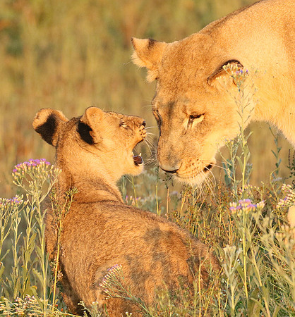 Duba Plains