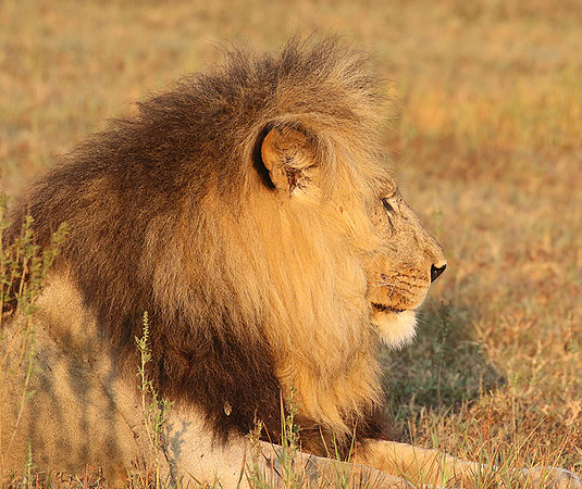 Duba Plains
