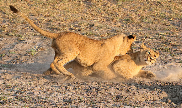 Duba Plains