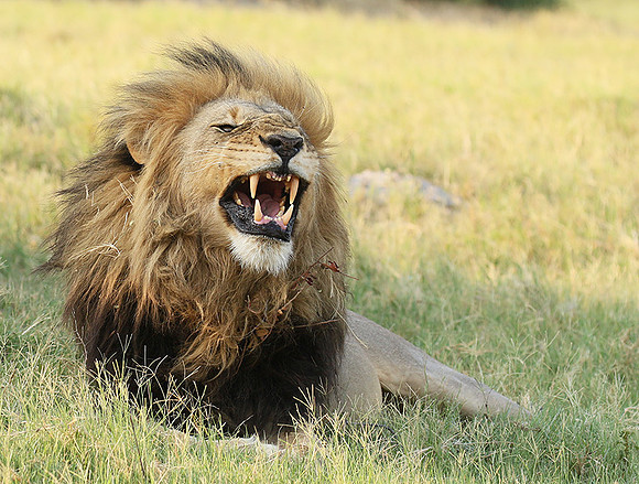 Duba Plains