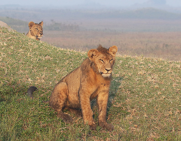 Duba Plains