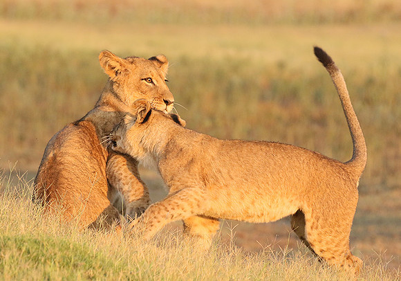 Duba Plains