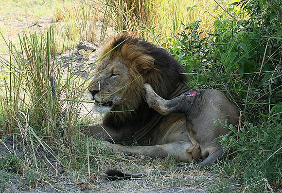 Duba Plains