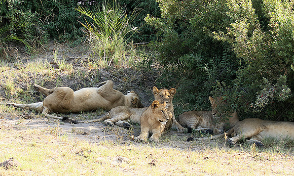 Duba Plains