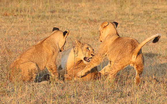 Duba Plains