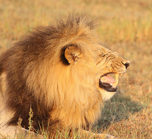 Duba Plains