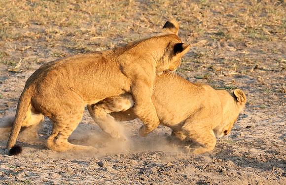 Duba Plains