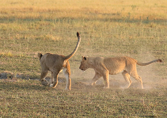 Duba Plains