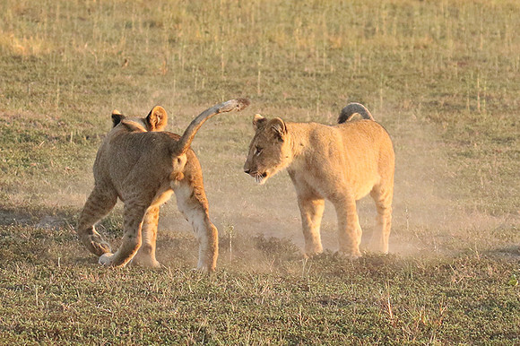 Duba Plains