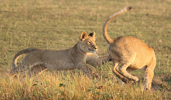 Duba Plains