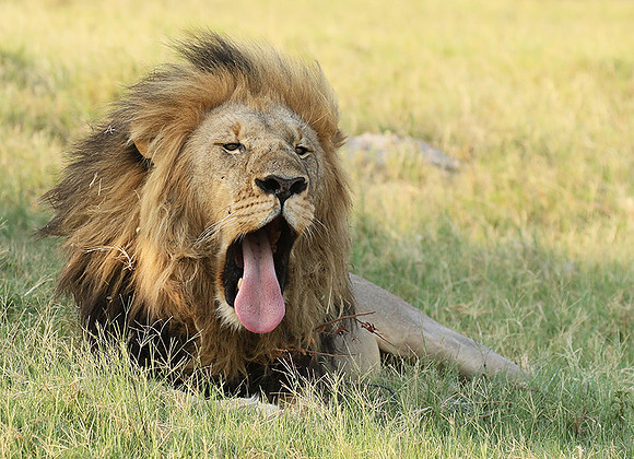 Duba Plains