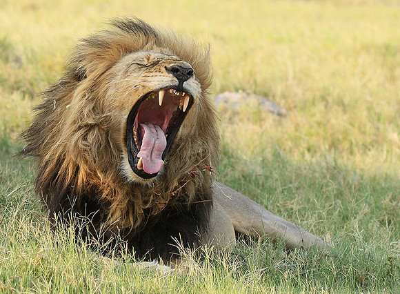 Duba Plains