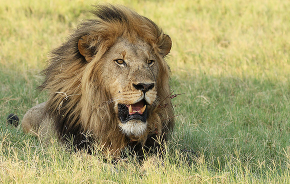 Duba Plains