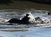 Hippos