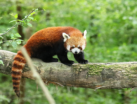 Parc animalier de Ste Croix