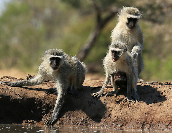 At Mashatu game reserve