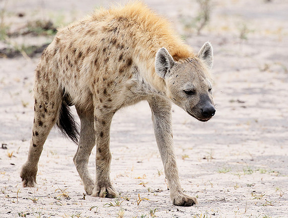 Spotted hyena - Moremi game reserve