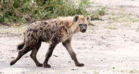 Spotted hyena - Moremi game reserve