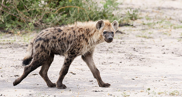 Spotted hyena - Moremi game reserve