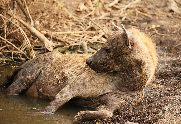 Hyena cooling down in water at Mashatu game reserve
