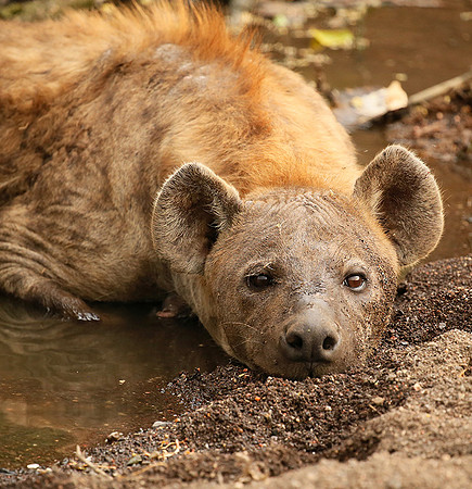 Hyena cooling down in water at Mashatu game reserve