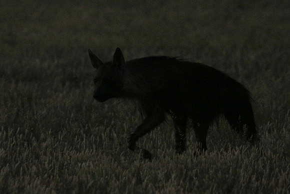 Brown hyena - Central Kalahari