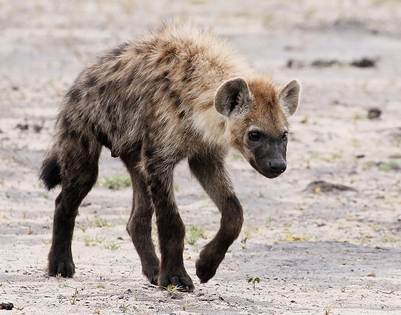 Spotted hyena - Moremi game reserve