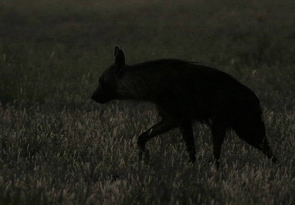 Brown hyena - Central Kalahari