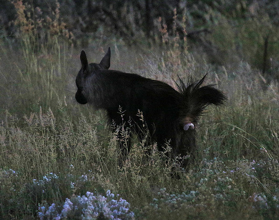 Brown hyena - Central Kalahari