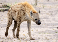 Spotted hyena - Moremi game reserve
