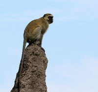 Verwet monkey - Moremi game reserve