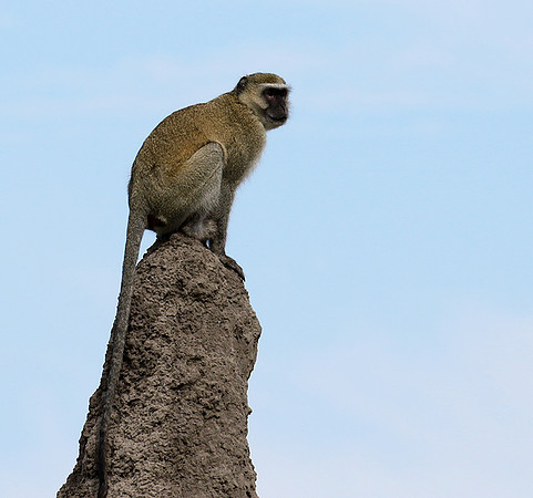 Verwet monkey - Moremi game reserve
