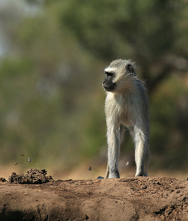At Mashatu game reserve