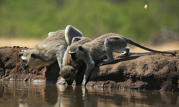 At Mashatu game reserve