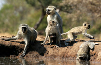 At Mashatu game reserve