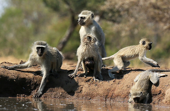 At Mashatu game reserve