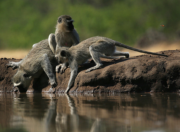 At Mashatu game reserve