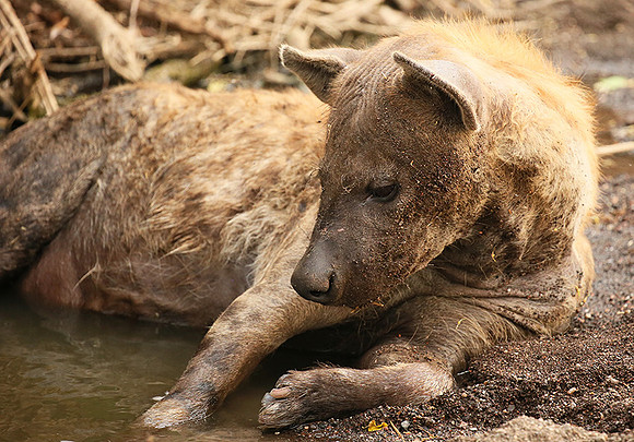 Hyena cooling down in water at Mashatu game reserve