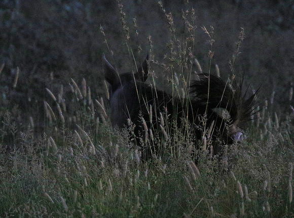 Brown hyena - Central Kalahari