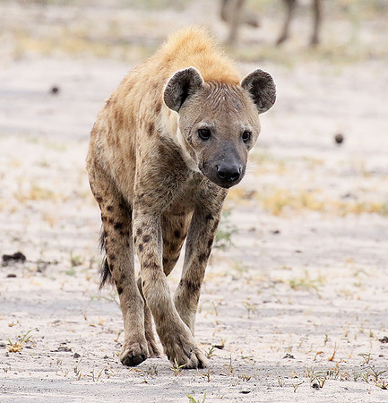 Spotted hyena - Moremi game reserve