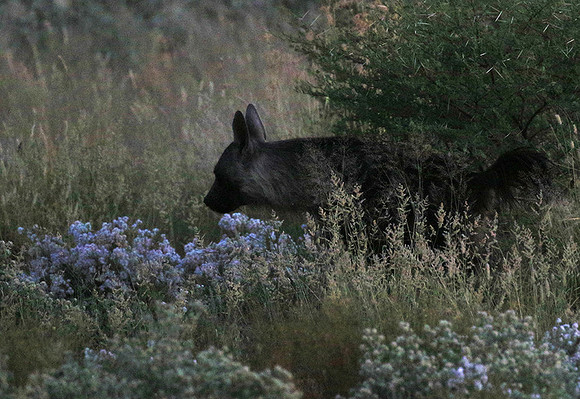 Brown hyena - Central Kalahari