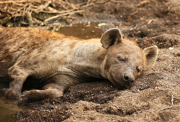 Hyena cooling down in water at Mashatu game reserve