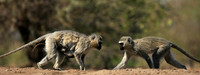 At Mashatu game reserve