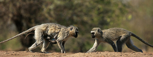 At Mashatu game reserve