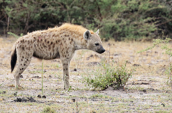 Spotted hyena - Moremi game reserve