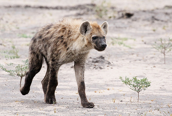 Spotted hyena - Moremi game reserve