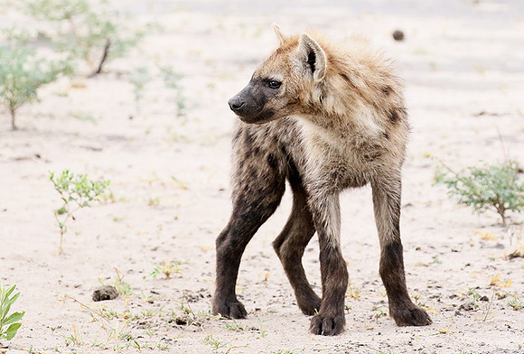 Spotted hyena - Moremi game reserve