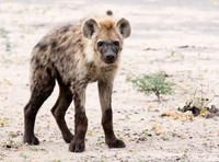 Spotted hyena - Moremi game reserve