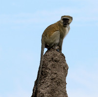 Verwet monkey - Moremi game reserve
