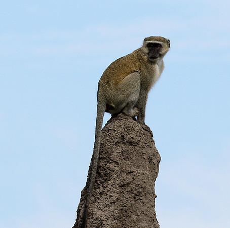 Verwet monkey - Moremi game reserve